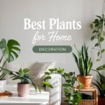 Best Plants for Home Decoration Top 10 Indoor Beauties